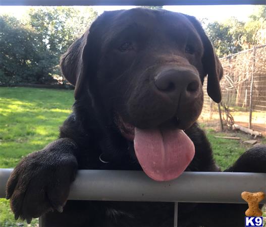 rufflabs Picture 1